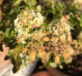 3-Reseda-taille-IMG-1255