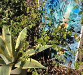5-Agave-taille-carre-IMG6004